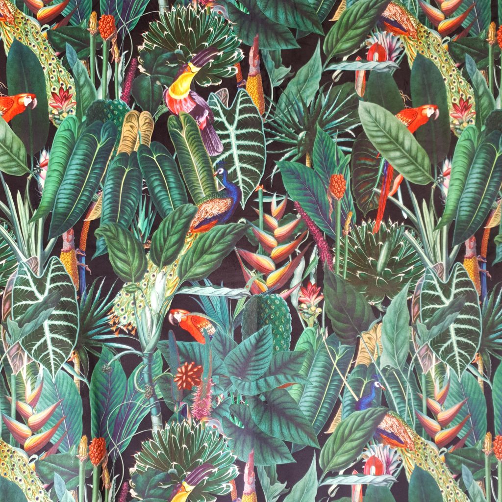 2K Gallery - Parrot Toucan Black
